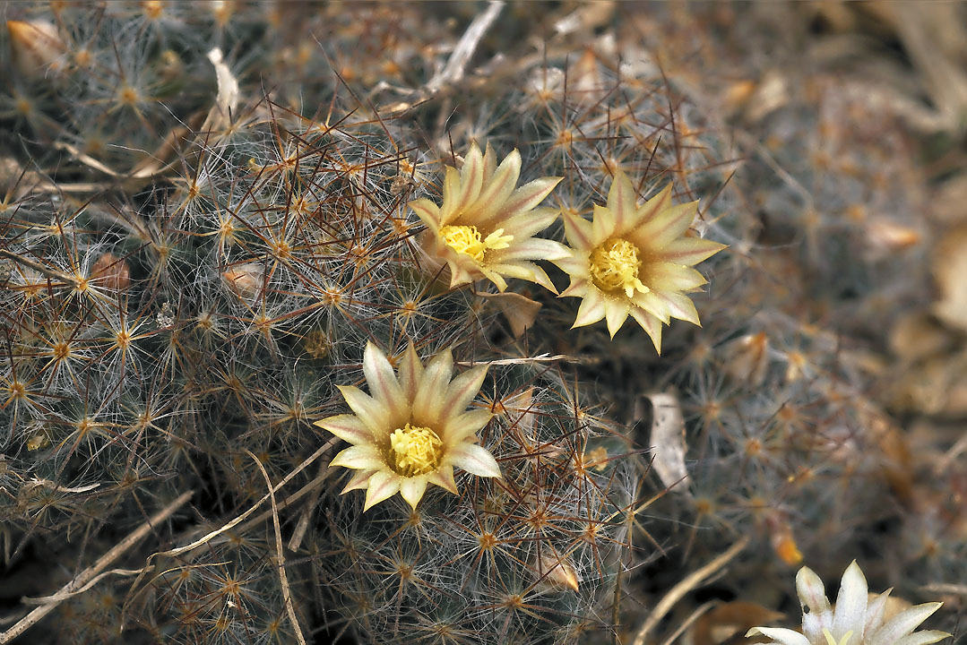 Mammillaria prolifera
